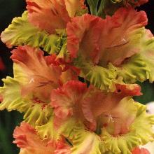 ГЛАДИОЛУС ПЕРО ПАВЛИНА 3шт-пакет