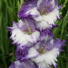 ГЛАДИОЛУС ПТИЦА СЧАСТЬЯ 4шт-пакет 3-разбор