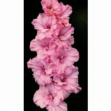 Нажмите чтобы увеличить изображение