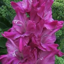 ГЛАДИОЛУС СИРЕНЕВЫЕ ЗОРИ 3шт-пакет