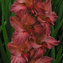 ГЛАДИОЛУС СТАЛКЕР 3шт-пакет