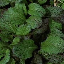 ГОРЧИЦА САЛАТНАЯ ВОЛНУШКА 1,0 Г нк