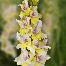 ГЛАДИОЛУС МИГ УДАЧИ 3шт-пакет