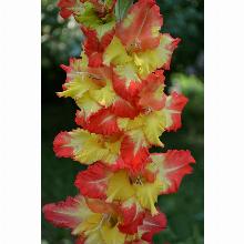 Нажмите чтобы увеличить изображение