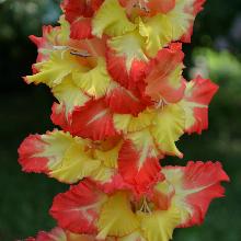 ГЛАДИОЛУС КЛОУН ЦИРКА  пакет