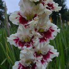 ГЛАДИОЛУС БЕРНАЙС 201 3шт-пакет