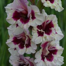 ГЛАДИОЛУС СМУТНИ АКАНТ 3шт-пакет