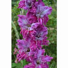 Нажмите чтобы увеличить изображение