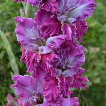 ГЛАДИОЛУС КОСМИЧЕСКАЯ ДАЛЬ пакет