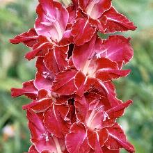 ГЛАДИОЛУС РУБИНА ЗВАЙЗГНЕ 3шт-пакет