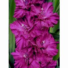 Нажмите чтобы увеличить изображение