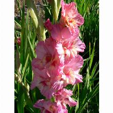 Нажмите чтобы увеличить изображение