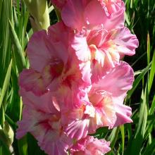 ГЛАДИОЛУС КАРНАВАЛ пакет