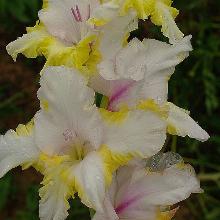 ГЛАДИОЛУС МИГ УДАЧИ 1шт-пакет 1-разбор