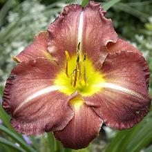 ЛИЛЕЙНИК РЕД РАМПЭЙДЖ пакет