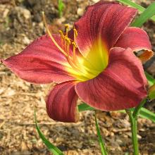 ЛИЛЕЙНИК СЭЙБЛ СОНГ пакет