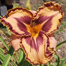 ЛИЛЕЙНИК СПЕЙСКОСТ ГОН БУЛЬДОГ пакет