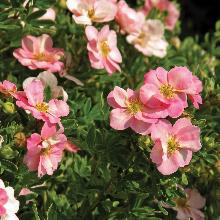 ЛАПЧАТКА ПИНК БЬЮТИ горшок-p9