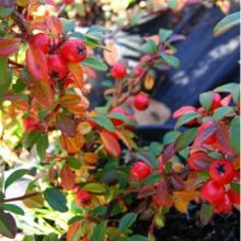 КИЗИЛЬНИК ДАММЕРА СТОКГОЛЬМ пакет