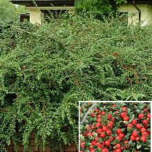 КИЗИЛЬНИК ДАММЕРА РОЯЛ КАРПЕТ пакет