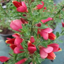 РАКИТНИК БУРКВУДИ горшок-p9