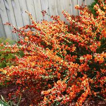 РАКИТНИК ЛЕНА горшок-p9