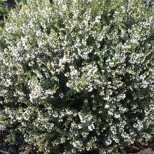 ЭРИКА ТРАВЯНИСТАЯ СПРИНГВУД УАЙТ горшок-p9