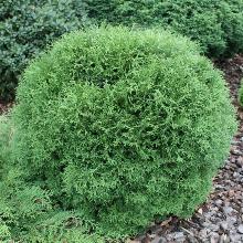 ТУЯ ЗАПАДНАЯ ТИНИ ТИМ горшок-с3