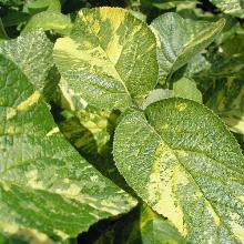 КАЛИНА ОБЫКНОВЕННАЯ ВАРИЕГАТУМ горшок-p9