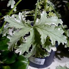 ПЕЛАРГОНИЯ ДУШИСТАЯ РОЗА И МЯТА горшок-с1 флос