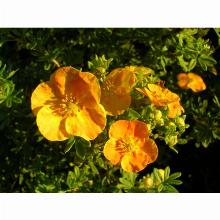 Нажмите чтобы увеличить изображение