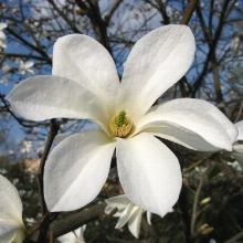 МАГНОЛИЯ КОБУС горшок-с35