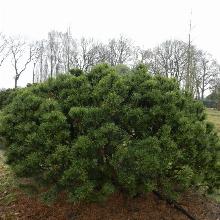 СОСНА ГОРНАЯ МОПС горшок-с3