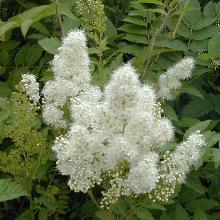 РЯБИННИК   горшок-с35