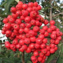 РЯБИНА РОЗИКА МАЖОР горшок-с50