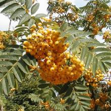 РЯБИНА ОБЫКНОВЕННАЯ ДЖОЗЕФ РОК  горшок-с50