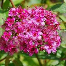 СПИРЕЯ ЯПОНСКАЯ КАНТРИ РЕД горшок-с3