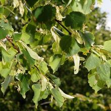 ЛИПА МЕЛКОЛИСТНАЯ РАНЧО горшок-с50