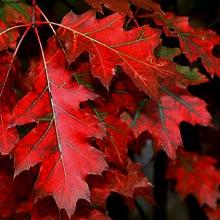 ДУБ РУБРА горшок-с15