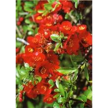 Нажмите чтобы увеличить изображение