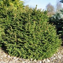 ЕЛЬ ОБЫКНОВЕННАЯ ОЛЕНДОРФФИ горшок-с5