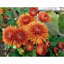 Нажмите чтобы увеличить изображение