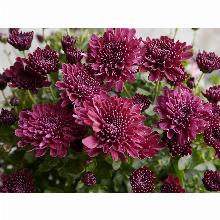 Нажмите чтобы увеличить изображение