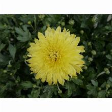 Нажмите чтобы увеличить изображение