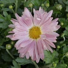 Нажмите чтобы увеличить изображение