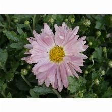 Нажмите чтобы увеличить изображение