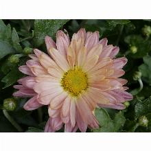 Нажмите чтобы увеличить изображение