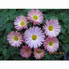 Нажмите чтобы увеличить изображение