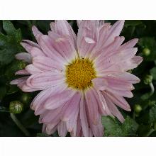 Нажмите чтобы увеличить изображение