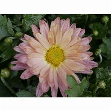 Нажмите чтобы увеличить изображение